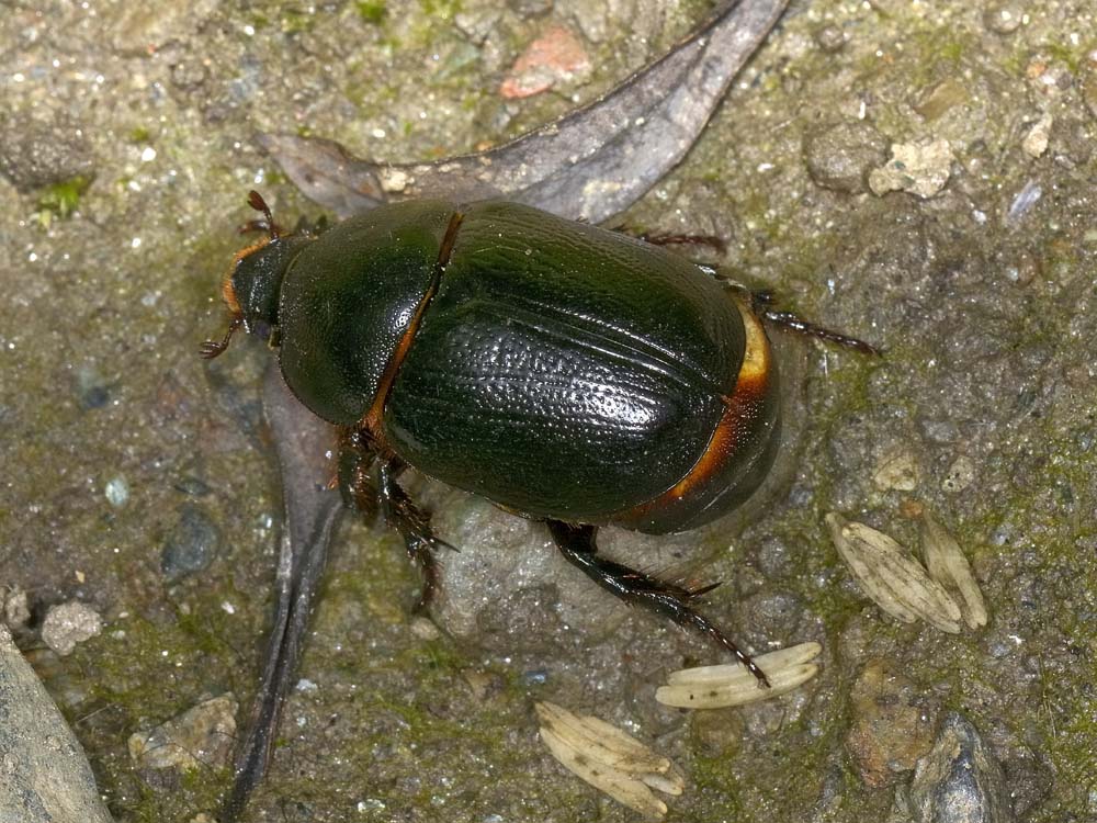 Pentodon bidens